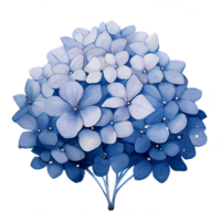 beautiful watercolor hydrangea leaves flower, png