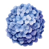 beautiful watercolor hydrangea flower, png
