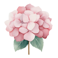 beautiful watercolor hydrangea flower, AI Generative png