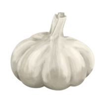 Watercolor Vegetable Painting Garlic Illustration