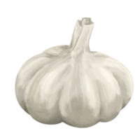 Aquarell Gemüse Gemälde Knoblauch Illustration png