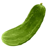 Watercolor Vegetables Painting Cucumber png