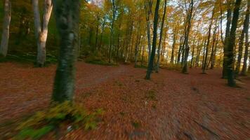 Smooth flight between trees close to branches in a fabulous autumn forest at sunset video