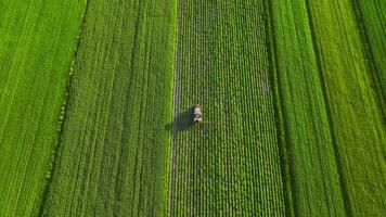 Top view of tractor sprays fertilizer on agricultural plants on the rapeseed field video