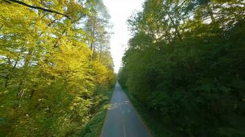 Aerial view of the autumn forest near the road along which the cars are driving. Smooth flight close to branches with yellow foliage at sunset video