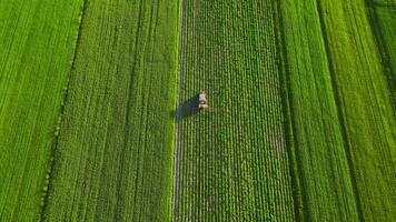 Top view of tractor sprays fertilizer on agricultural plants on the rapeseed field video