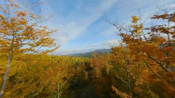 Aerial view of a bright autumn forest on the slopes of the mountains video