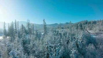 Winter in the mountains. Aerial view of the snow-covered coniferous forest on the slopes of the mountains and the river in the valley video
