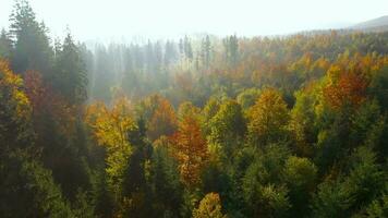 vue de le la taille de montagnes couvert avec conifère forêt et Matin brouillard. mystique l'automne Montagne paysage video