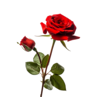 hermosa transparente Rosa flor antecedentes. ai generado png