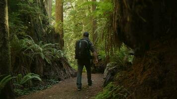 Hiker on Redwood Forest Trail in Northern California video
