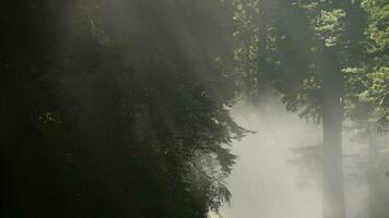 costiero nebbia rotolamento in California sequoia foresta video