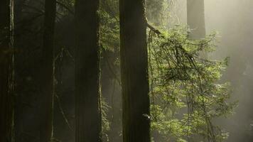 Ancient Redwood Forest with Passing Coastal Fog Between Trees video