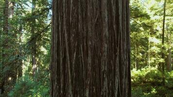 antenne dichtbij omhoog van groot oude sequoia boom video