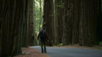 caucasian vandrare imed ryggsäck gående längs en väg i de redwood skog. video