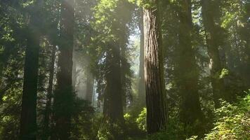 Morgen Sonnenlicht Kommen durch Redwood Bäume video