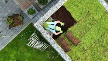 ohne Titel Projektantenne Aussicht von Fachmann Gärtner Installation Grün Sedum Dach auf Garten Baracke. Gartenarbeit und Landschaftsbau Industrie. video