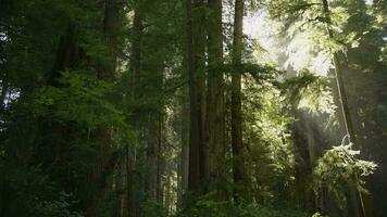 morgon- solljus kommande genom redwood träd video
