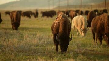 Herde von Colorado amerikanisch Bisons video