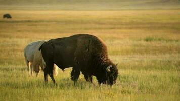 norte americano bisontes durante puesta de sol. Colorado pradera fauna silvestre. video