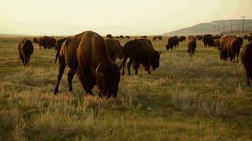 manada de americano bisontes Moviente a lo largo Colorado pradera video