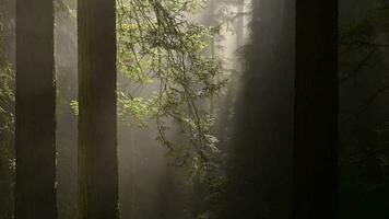 Morning Sunlight Coming Through Redwood Trees video
