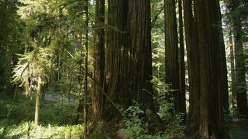 ochtend- zonlicht komt eraan door sequoia bomen video