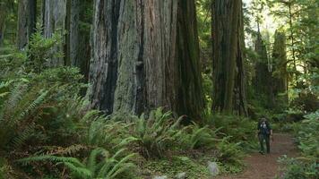 wandelen en verkennen Californië sequoia Woud. video