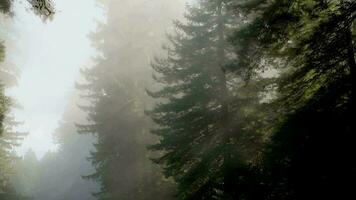 Californië oude sequoia Woud gedekt door mist video