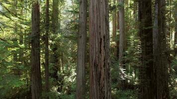 alto sequoia alberi aereo Visualizza vicino mezzaluna città, California, Stati Uniti d'America. video