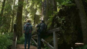 en voyageant couple explorant ancien Californie séquoia forêt video