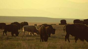 manada de Colorado americano bisontes en lento movimiento video