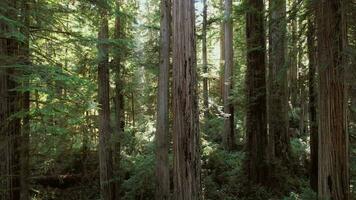 aéreo ver de antiguo costero California secoya bosque video