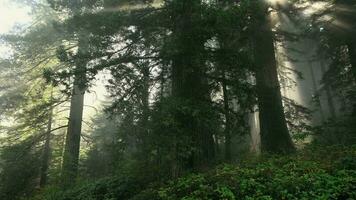 naturskön kalifornien redwood skog täckt förbi kust dimma, usa. video
