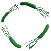 helicobacter pylori batteri 3d rendere realistico telaio con posto per testo. isolato trasparente png. microbiologia Salute umano illustrazione png