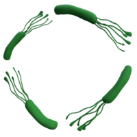 helicobacter pylori bacterie 3d geven realistisch kader met plaats voor tekst. geïsoleerd transparant png. microbiologie Gezondheid menselijk illustratie png