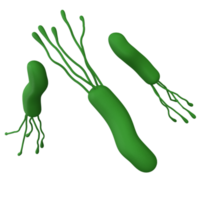 helicobacter pylori les bactéries 3d rendre réaliste médicament icône pour logo isolé transparent png. microbiologie santé Humain illustration png