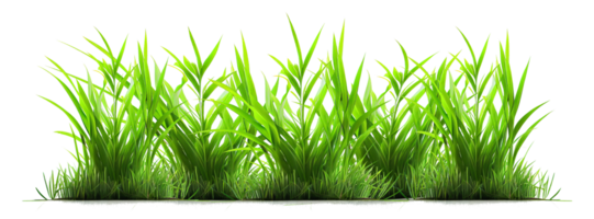 Green grass on a transparent background for decorating projects. png