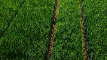 Aerial view of a fox in green field - close shot video