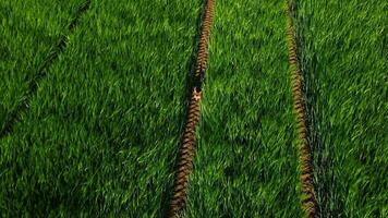 Aerial view of a fox in green field - close shot video