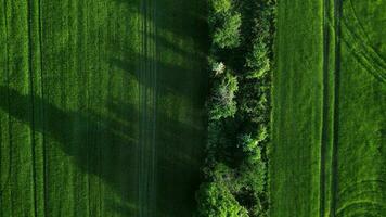 Antenne oben Nieder Aussicht von Grün Feld und Bäume mit Schatten video