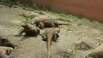 uma grupo do Komodo dragões dentro Surabaya jardim zoológico video
