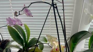 orchidée fleurs croissance sur le rebord de fenêtre dans le appartement. video