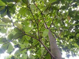 Lush and green ketapang tree are photographed from below photo