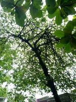 Lush and green cherry fruit trees are photographed from below photo