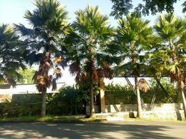 Several large shady palm trees by the roadside photo