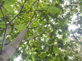 Lush and green ketapang tree are photographed from below photo