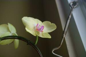 Beautiful orchid flowers in yellow and slightly purple in the light in front of the house window photo