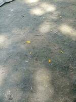 Photo of a floor made of cement with a shade of a shady tree during the day