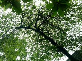 Lush and green cherry fruit trees are photographed from below photo